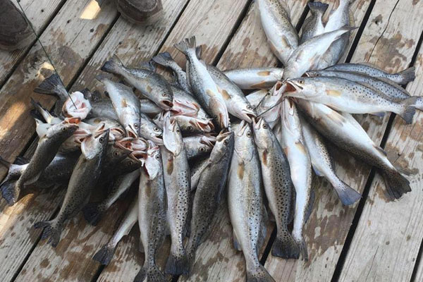 Bountiful catches of speckled trout